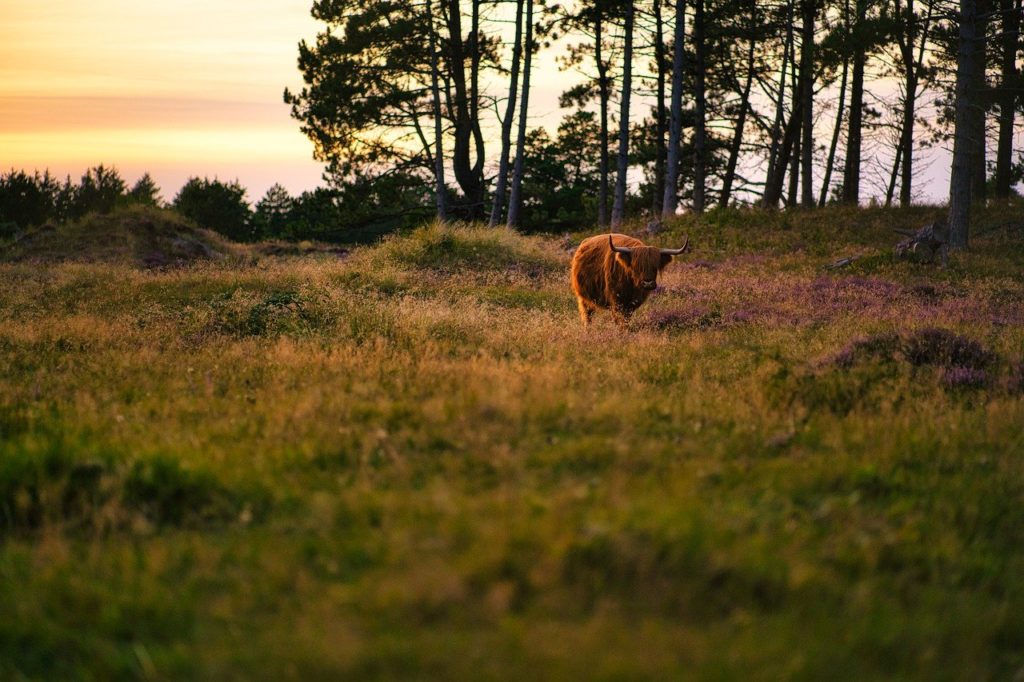 agroforestry