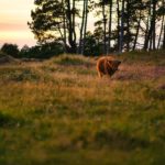 agroforestry