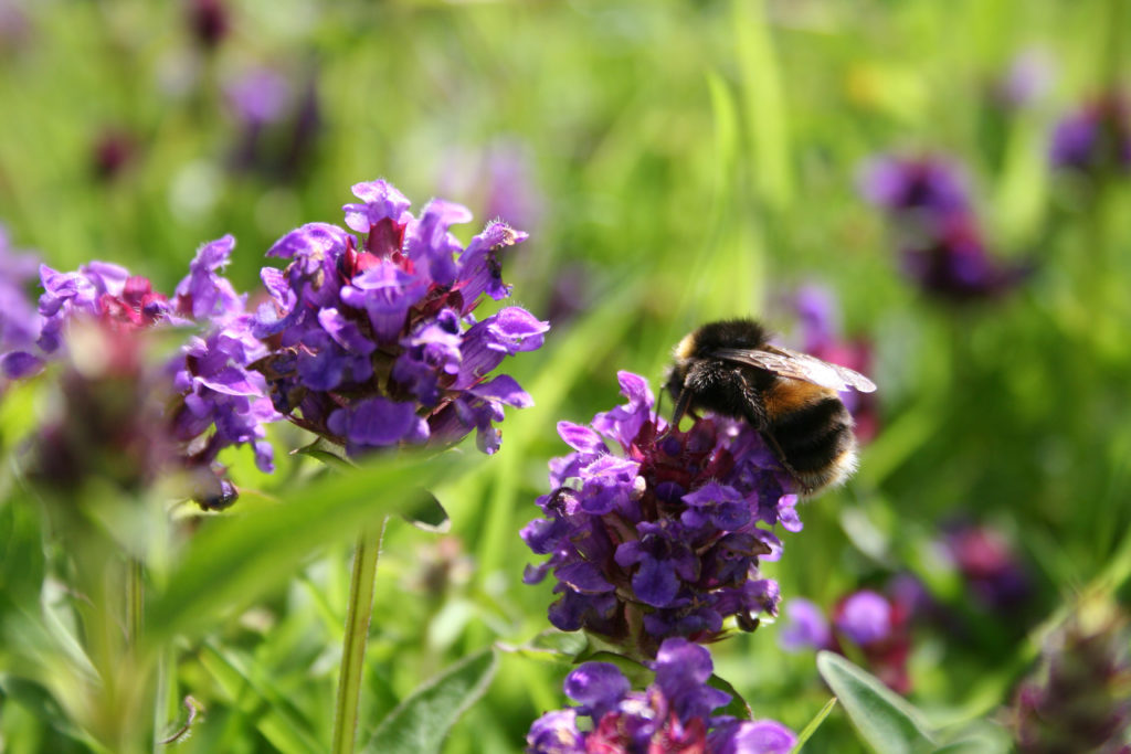 Selfheal and white tailed bumblebee