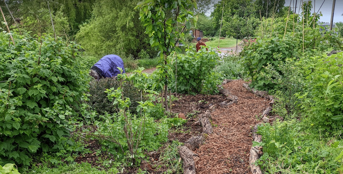 Planting Up community garden