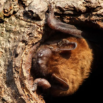 Bat in tree