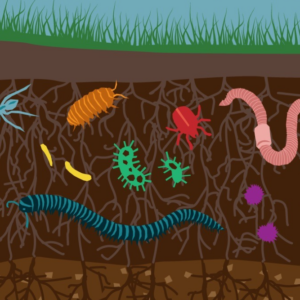 Beneath the soil