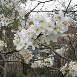 Orchard blossom celebration