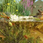 underwater pond life